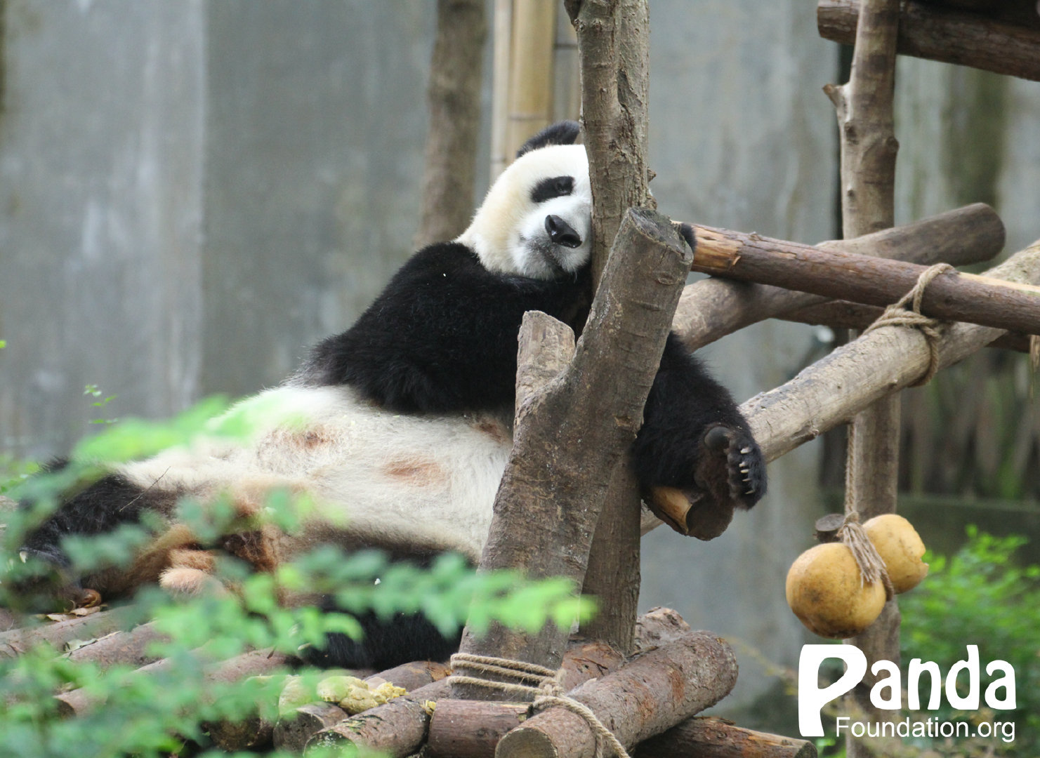 1724830103175831.jpg 003JHtZcgy1gvcceua6f0j61550u046902.jpg