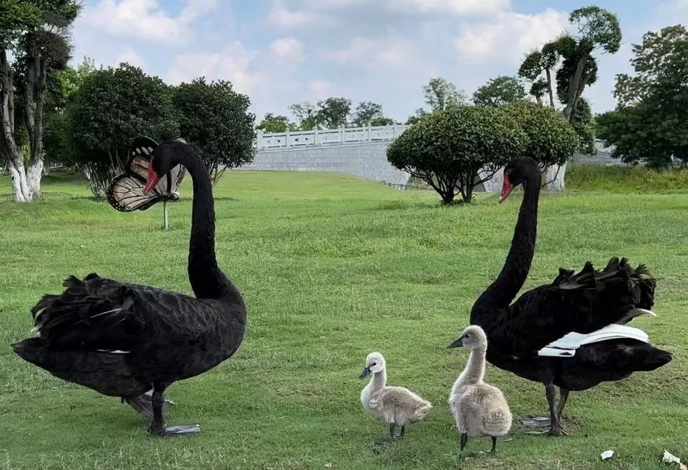 1740732033977055.jpg e0c6ca48467b08ae0919af90cd51d955.jpg