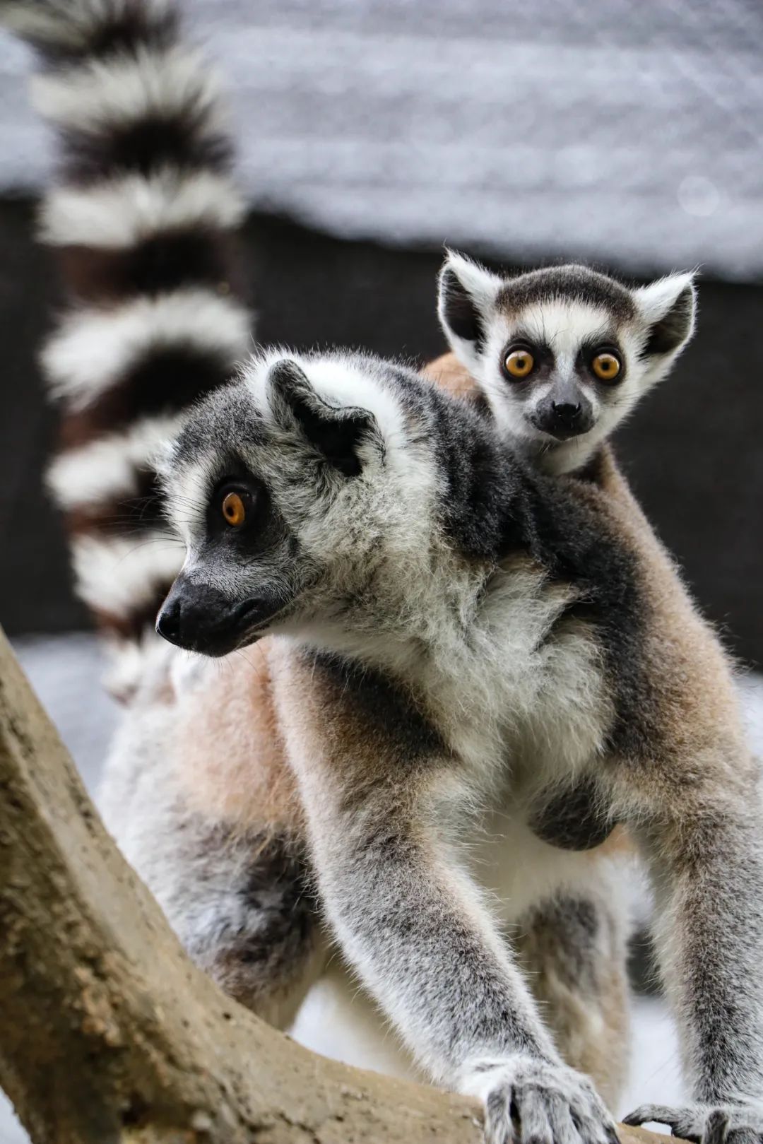 1740732069152735.jpeg WechatIMG1313.jpeg