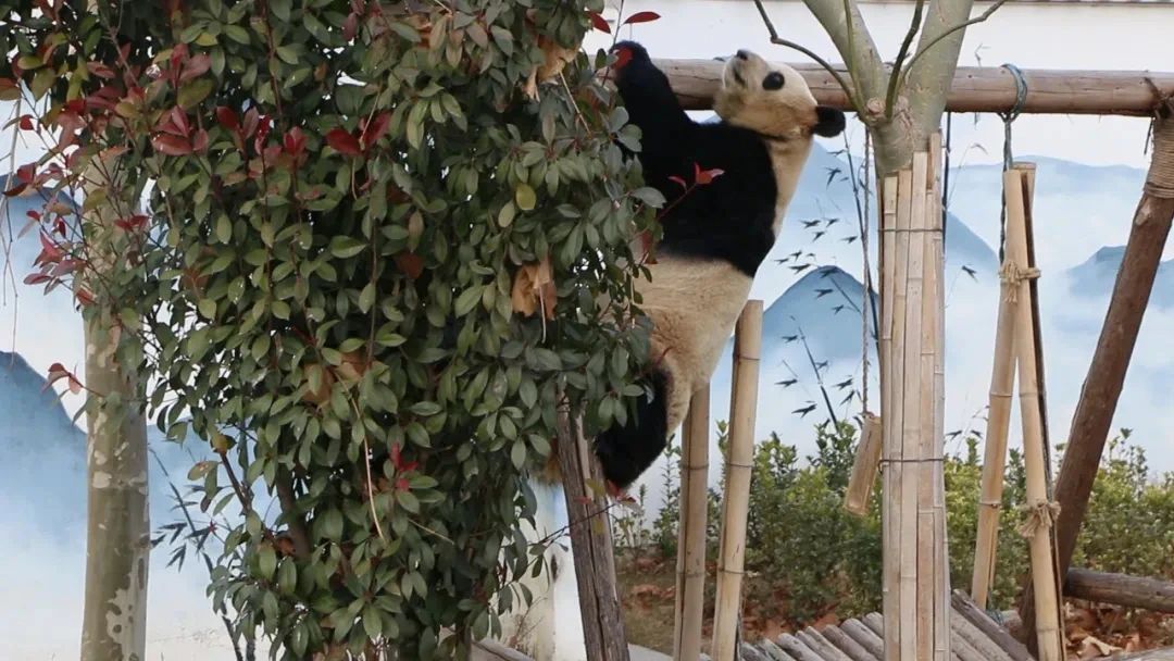 1740732153611421.jpg abcb0f08b2098273aca480efe1cf6429.jpg