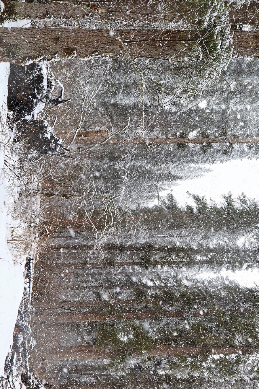 -春雪-四川平武王朗-by董磊-_MG_5794 拷贝.jpg