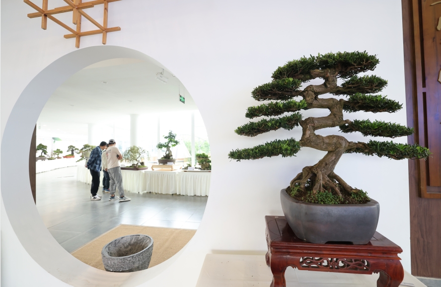 盆景3.jpg