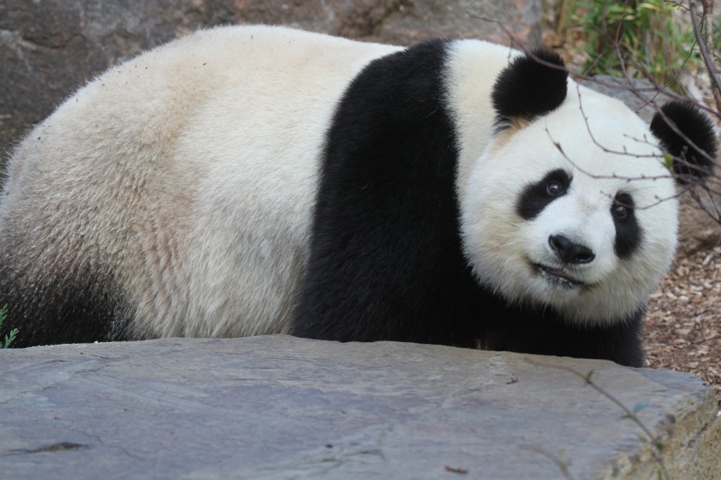2014-09-19-Adelaide-Zoo-Fu-Ni-012-1024x682.jpg