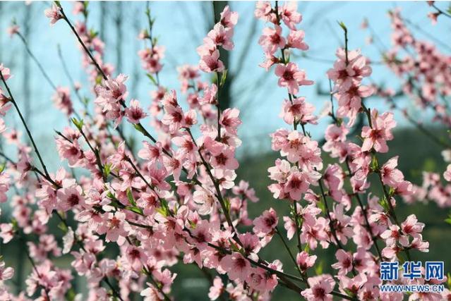 洛阳桃花.jpg