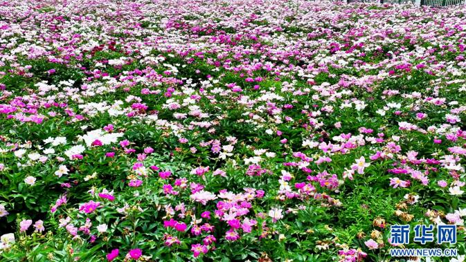 芍药.jpg