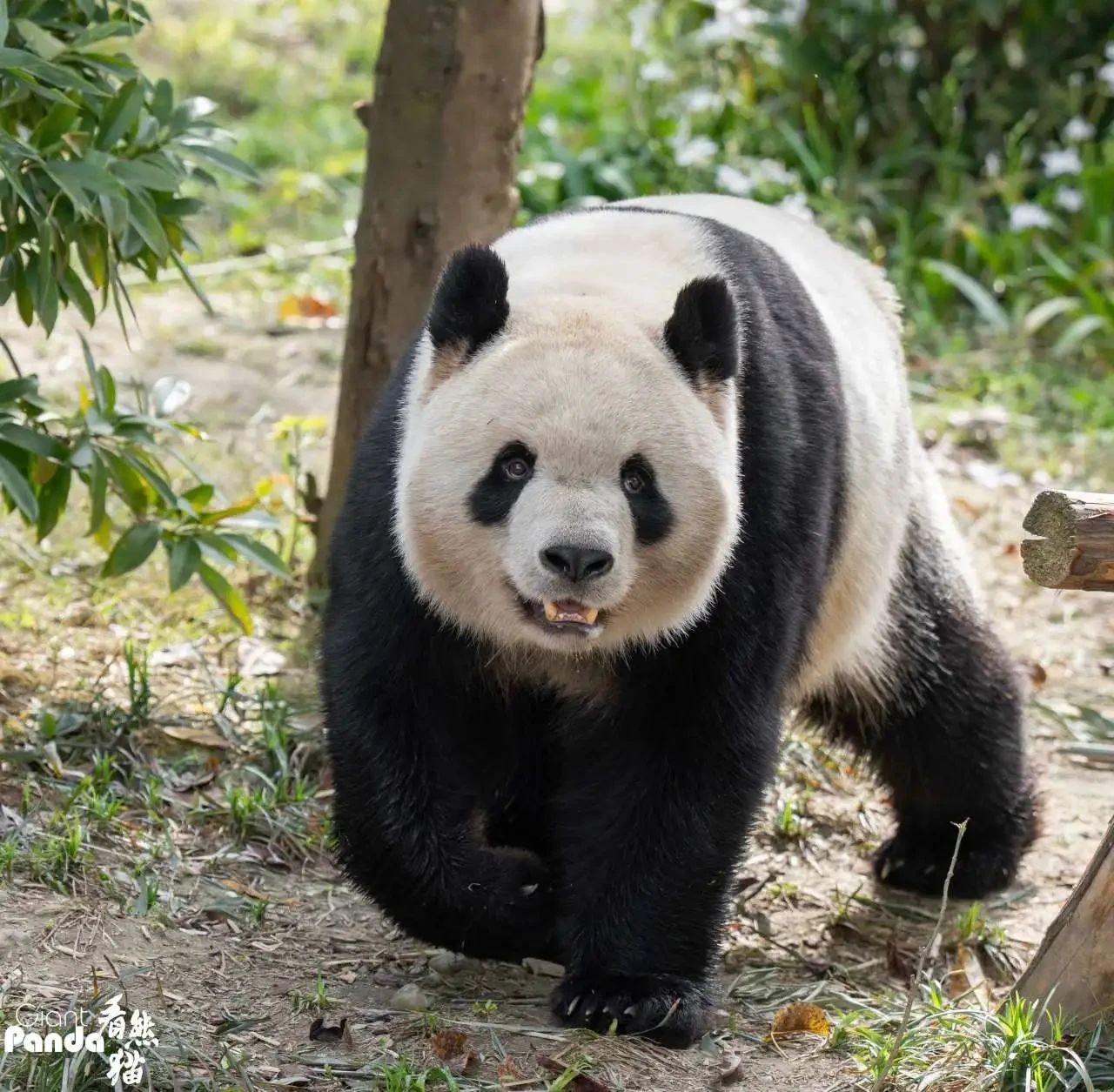 1755231663150325.jpg 79a8b4a1c7cfd2930159f3f34bdd57e5.jpg