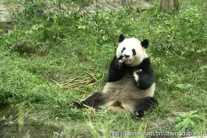 1757399784705303.jpeg 6b2dfe1dg932cd7c94877&690.jpeg