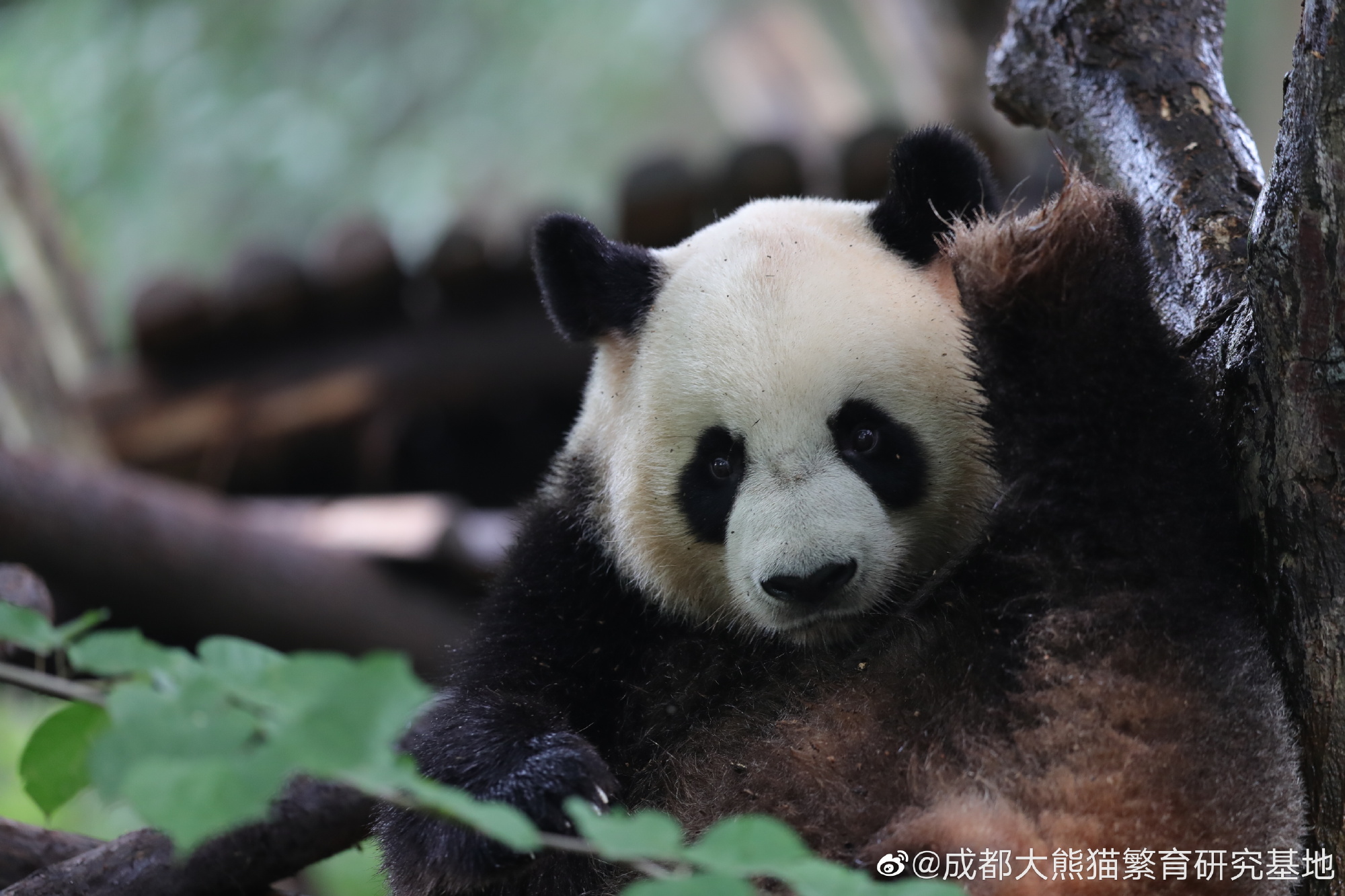 1757399844773181.jpg 6b2dfe1dly1g547obfu9uj24802tc1l4.jpg