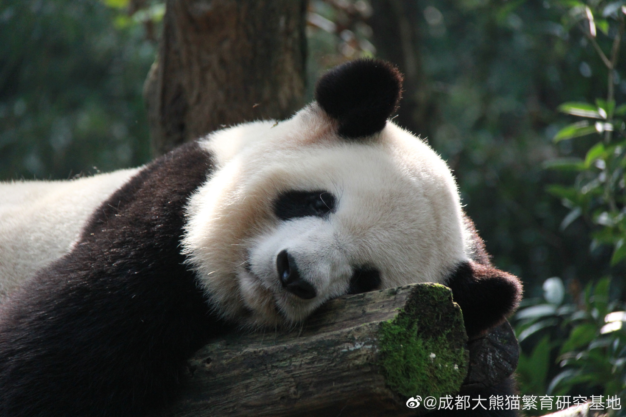 1757399964758113.jpg 6b2dfe1dgy1g86z2pdjpgj24002o0x6t.jpg