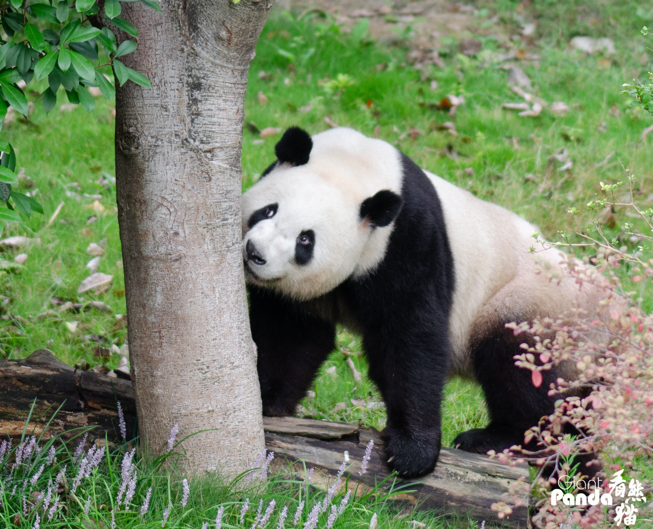 1761122204417569.jpg DSC_0430_副本.jpg