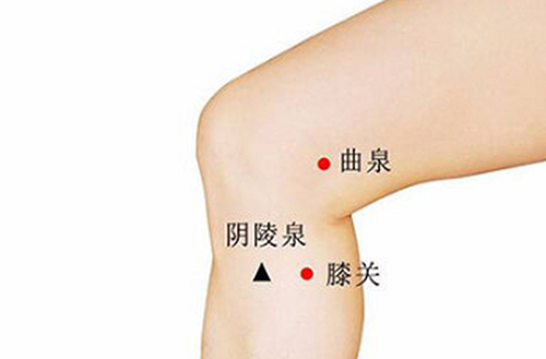 曲泉穴.jpeg