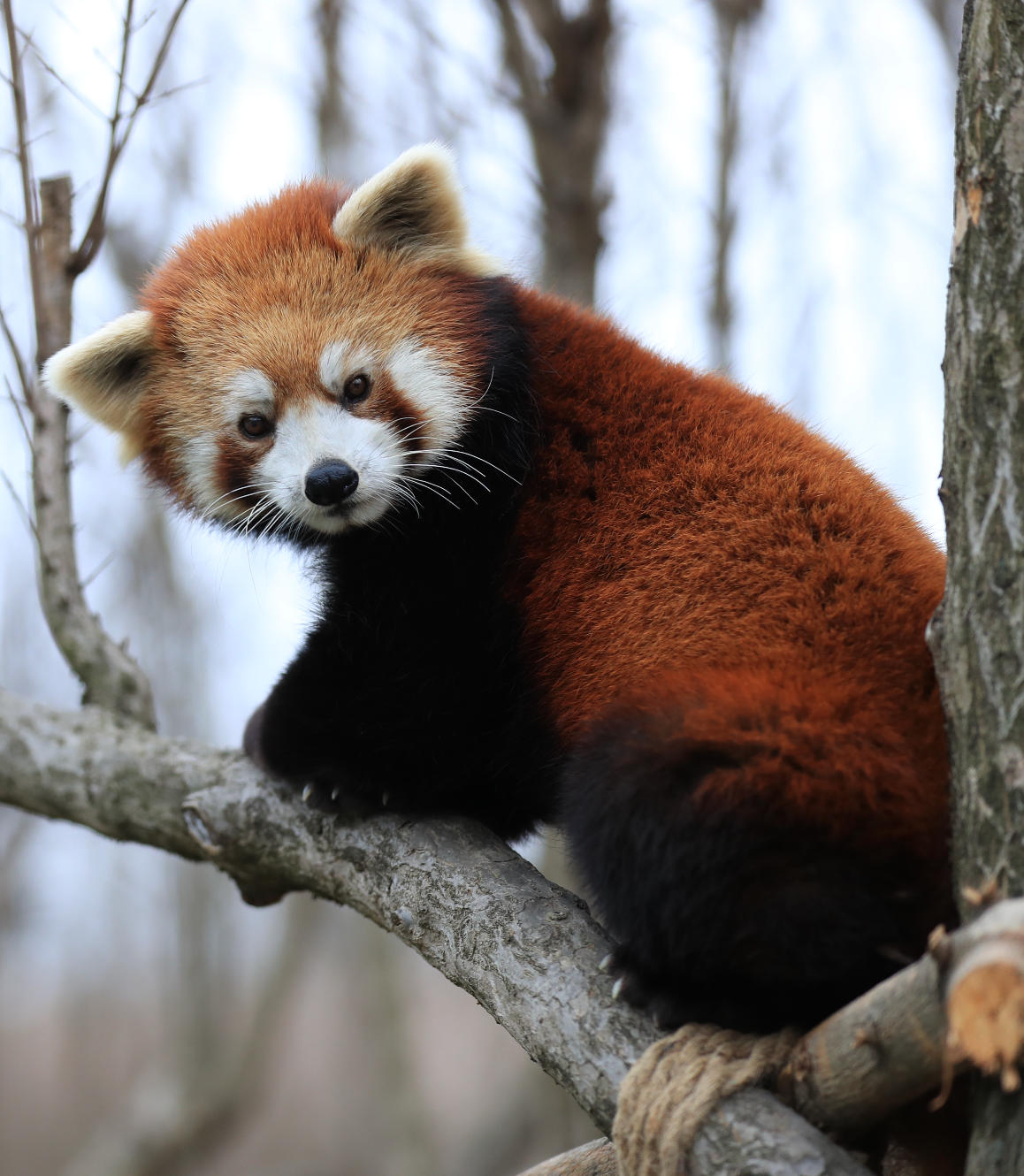 1770611471225240.jpg wechat_2026-02-09_111209_447.jpg