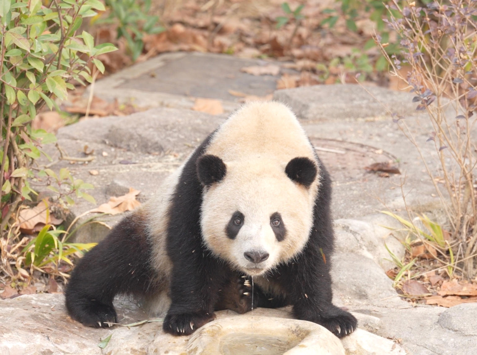 1770611887492336.jpg wechat_2026-02-06_122856_402.jpg