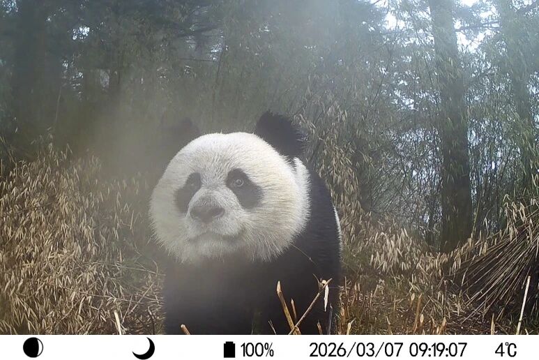 1773290513435747.jpg 微信图片_2026-03-12_123950_700.jpg