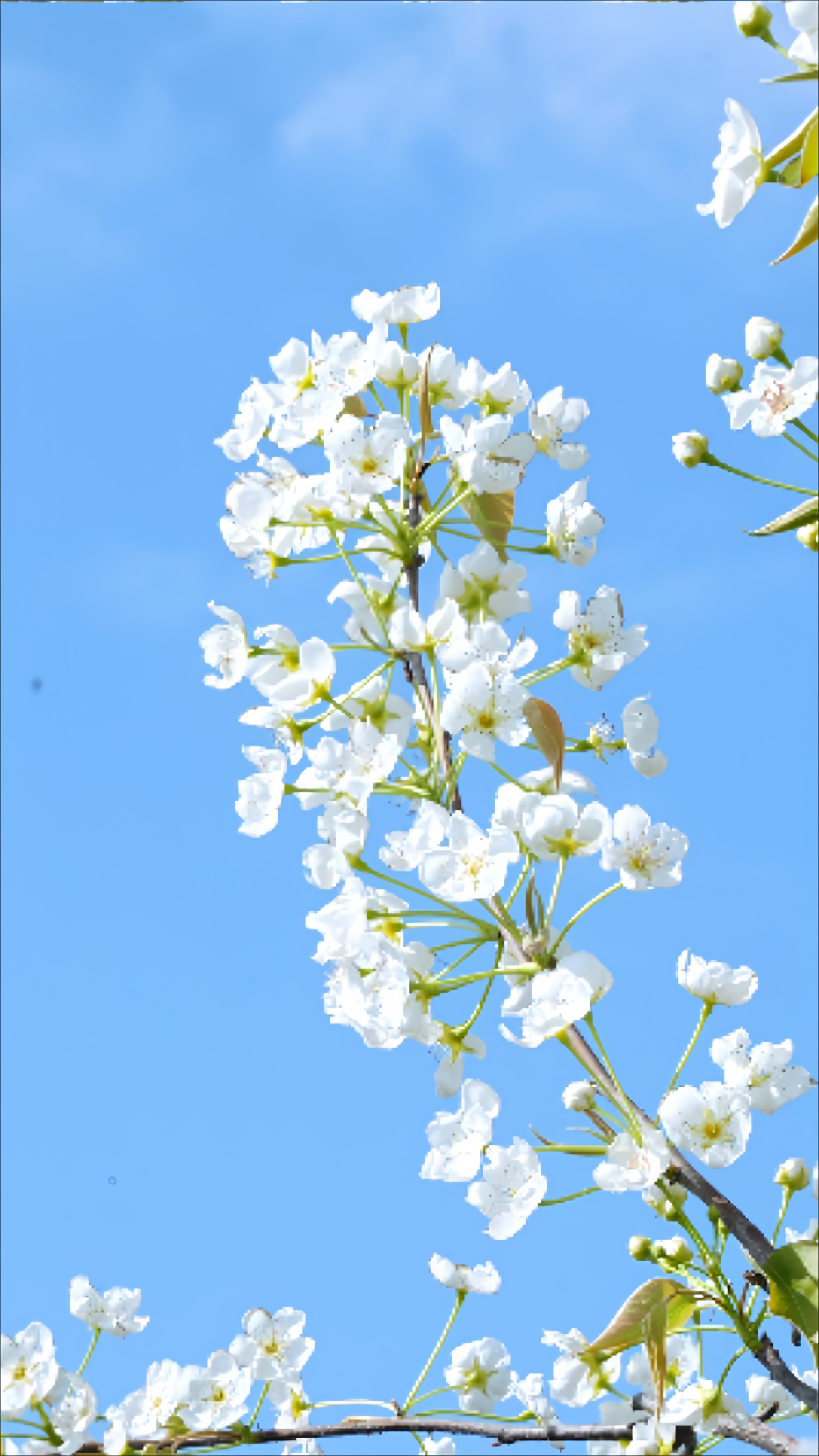 1773372331111974.jpg f366590f42e7e96ae138cef90ec322a4.jpg