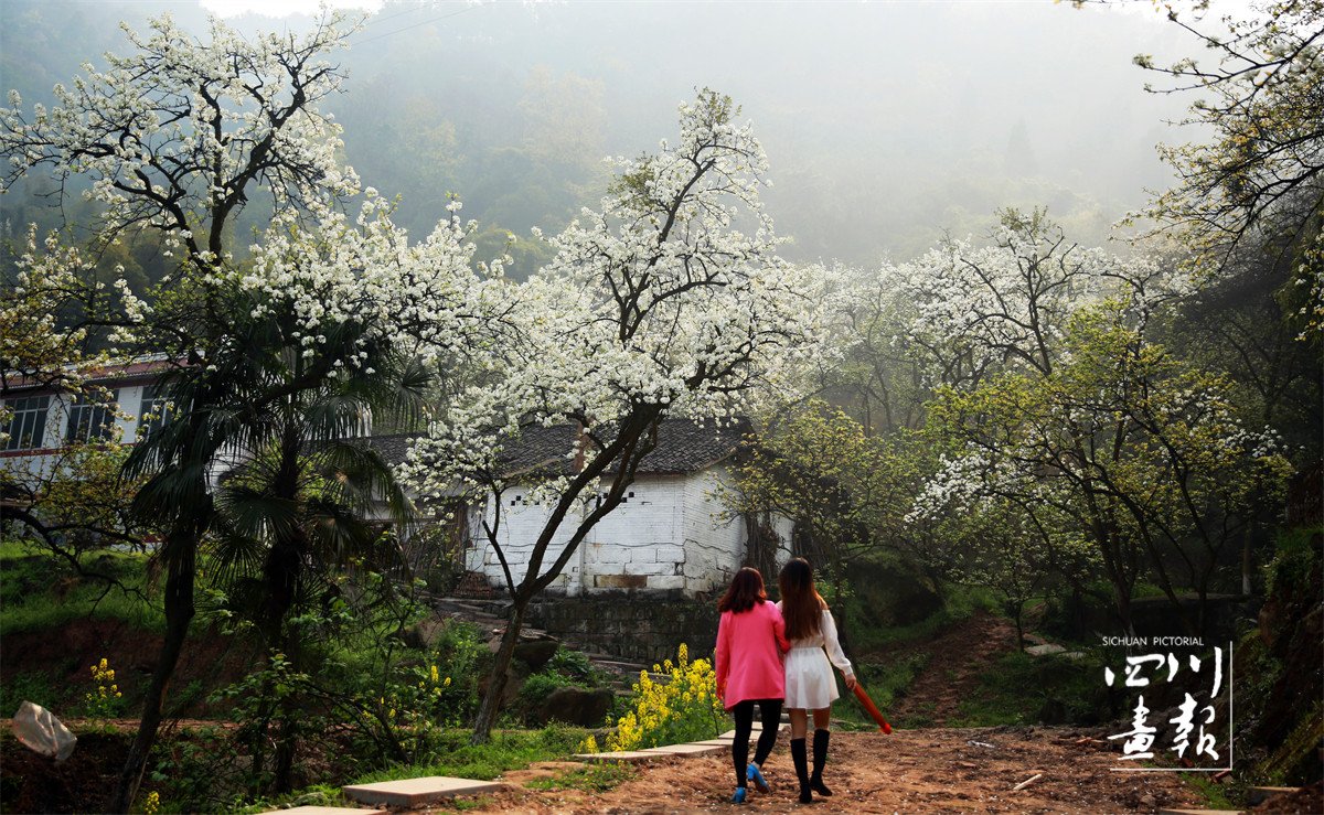 在四川省泸州市江阳区丹林镇梨花村梨花_ID_285716_署名_刘学懿_原图.jpg