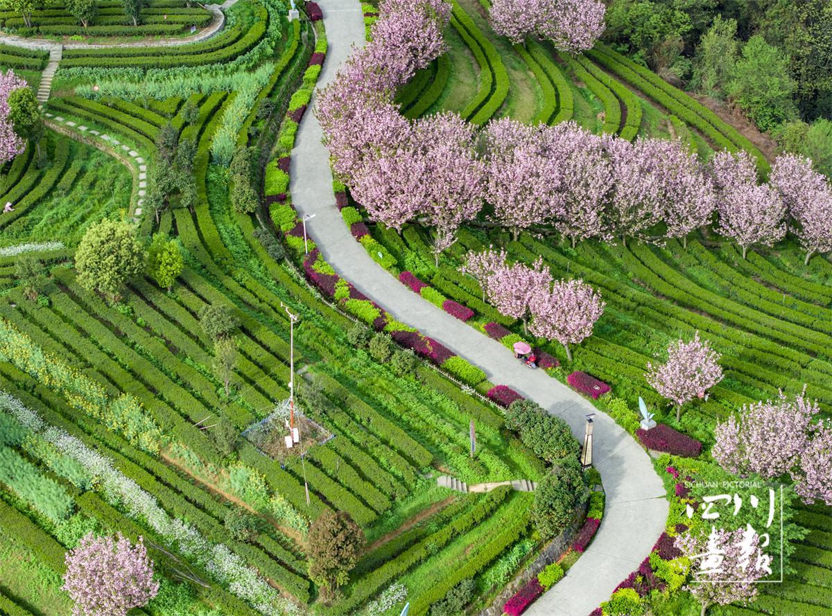 三十二梁镇生态茶园，盛开的樱花与绿色茶园相映成趣_ID_589305_署名_程聪_原图.jpg